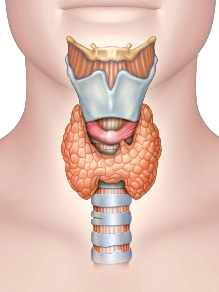 Thyroid Disorder